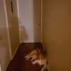 Private Room in 3Bed.1Bath
