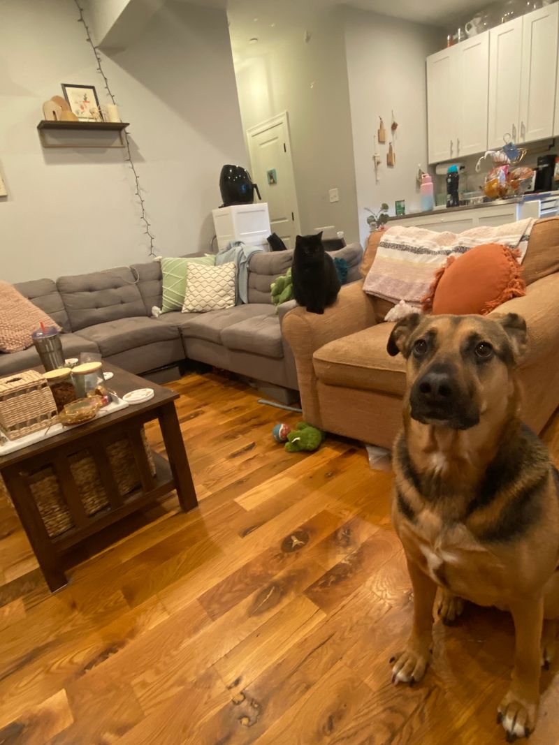 roommates in East Boston Private Room in 3Bed.2Bath - cirtru.com