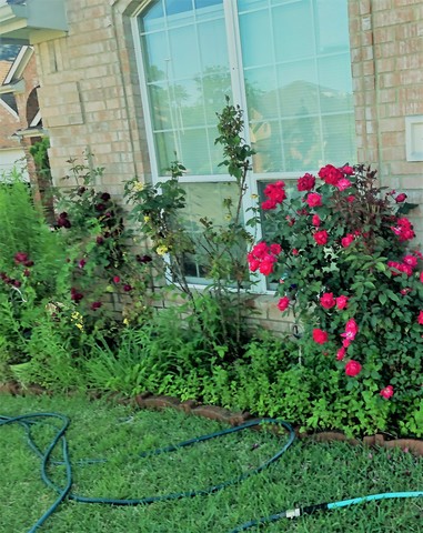 roommates in Irving Private Room in 3Bed.2Bath - cirtru.com