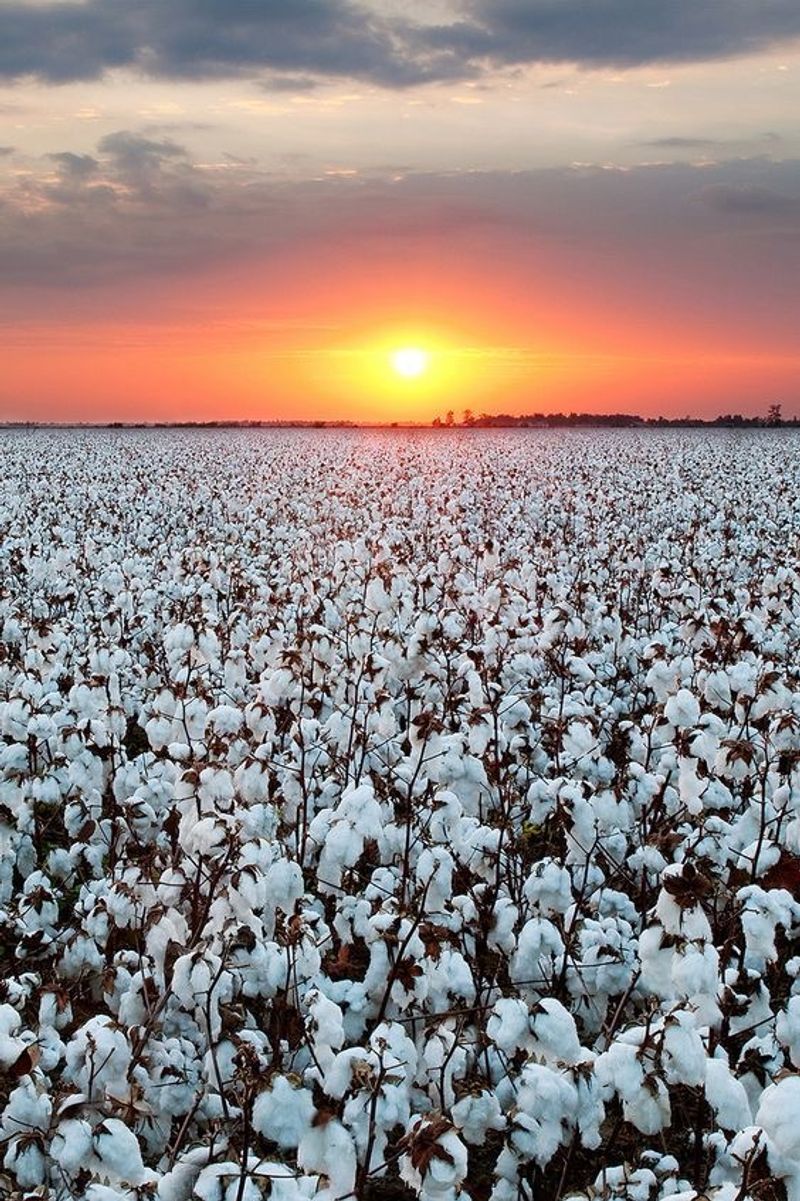 roommates in Wolfforth Entire Place 1Bed.1Bath - cirtru.com