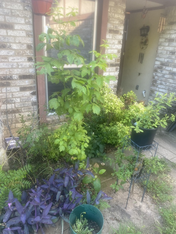 roommates in Duncanville Private Room in 4Bed.2Bath - cirtru.com