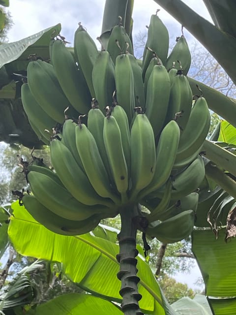roommates in Makawao Entire Place 1Bed.1Bath - cirtru.com