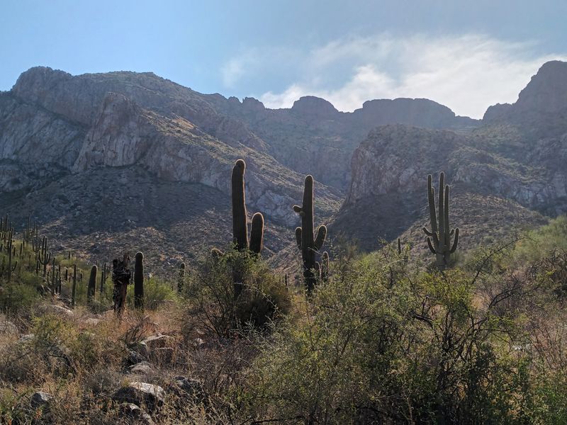 roommates in Oro Valley Entire Place 1Bed.1Bath - cirtru.com