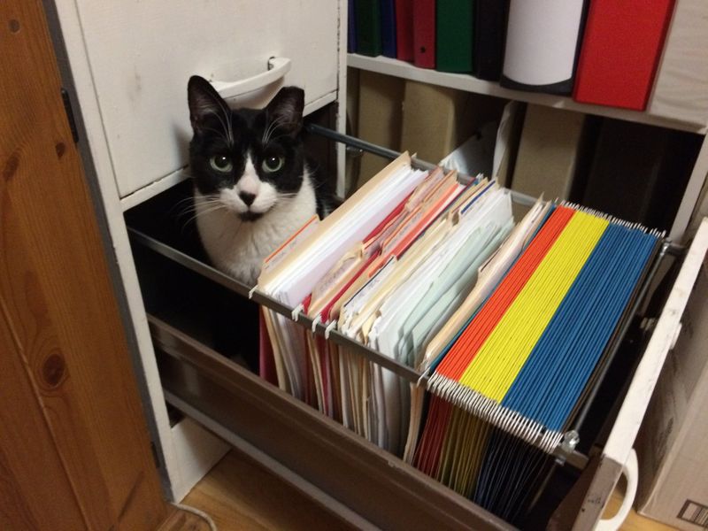 roommates in Arlington Private Room in 4Bed.2Bath - cirtru.com