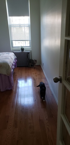 roommates in Brooklyn Private Room in 2Bed. 1Bath, Share - cirtru.com
