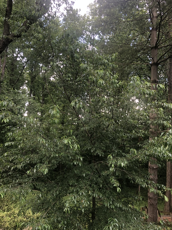 roommates in Chevy Chase Pretty 2 rm with a family rm 4 rent - cirtru.com