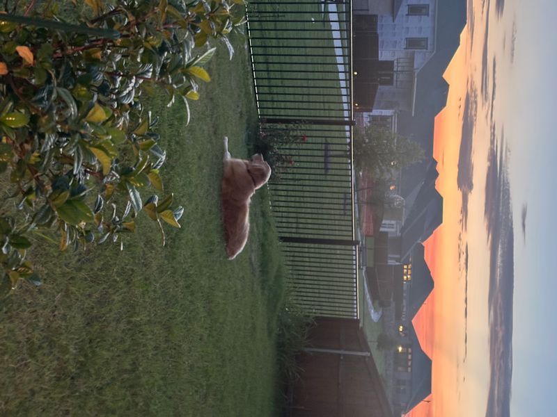 roommates in Forney Private Room in 4Bed.3Bath - cirtru.com