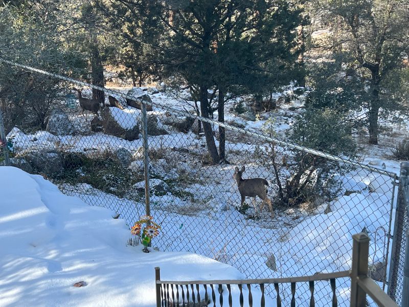 roommates in Prescott Entire Place 1Bed.1Bath - cirtru.com