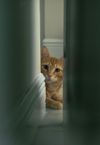 Private Room in 2Bed.2Bath