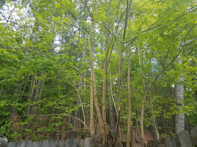 roommates in Charlotte LG Private Master in 3Bed.2Bath - cirtru.com