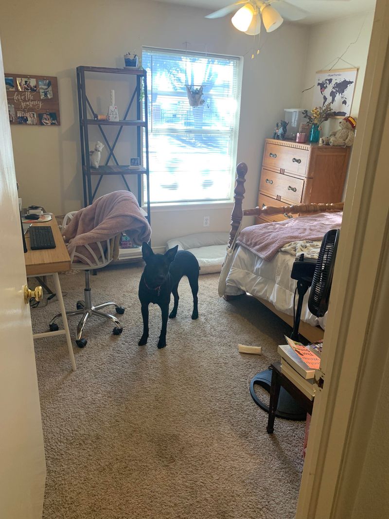 roommates in Dallas Room5Bed.2Bath - cirtru.com