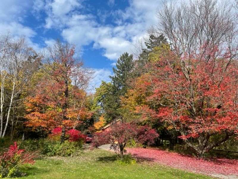 roommates in Ghent Entire Place 1Bed.1Bath - cirtru.com