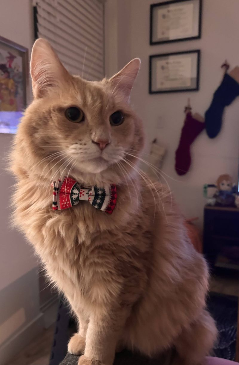 roommates in Emeryville Private Room in 3Bed.2Bath - cirtru.com