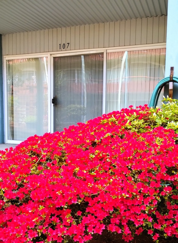 roommates in Tacoma Entire Place 1Bed.1Bath - cirtru.com