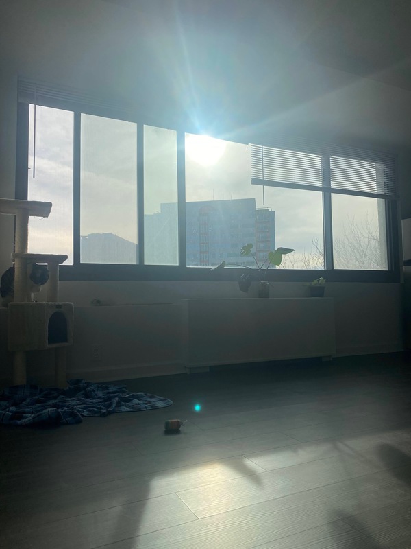 roommates in Alexandria Entire Place 1Bed.1Bath - cirtru.com