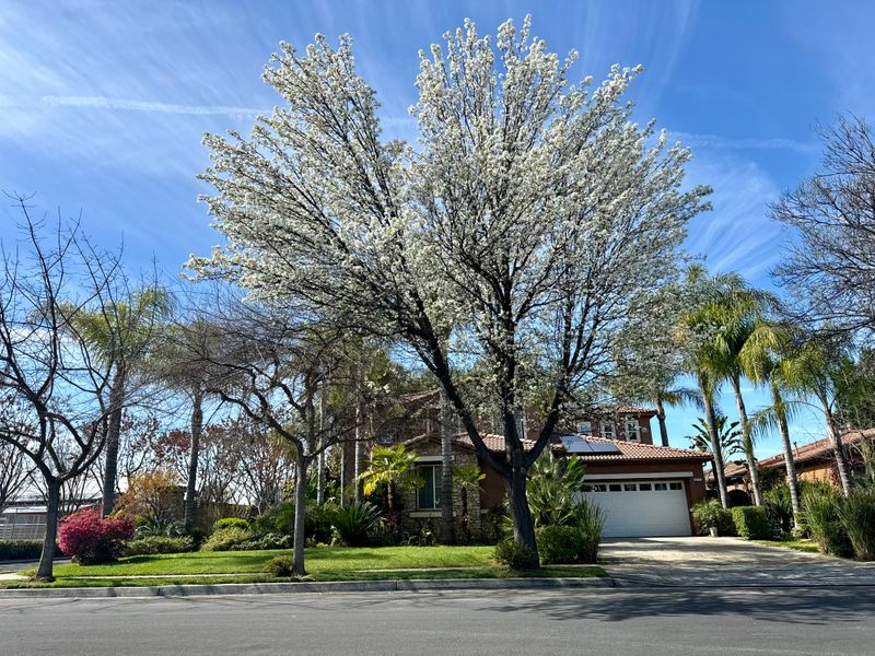 roommates in Sanger Private Room in 4Bed.3Bath - cirtru.com