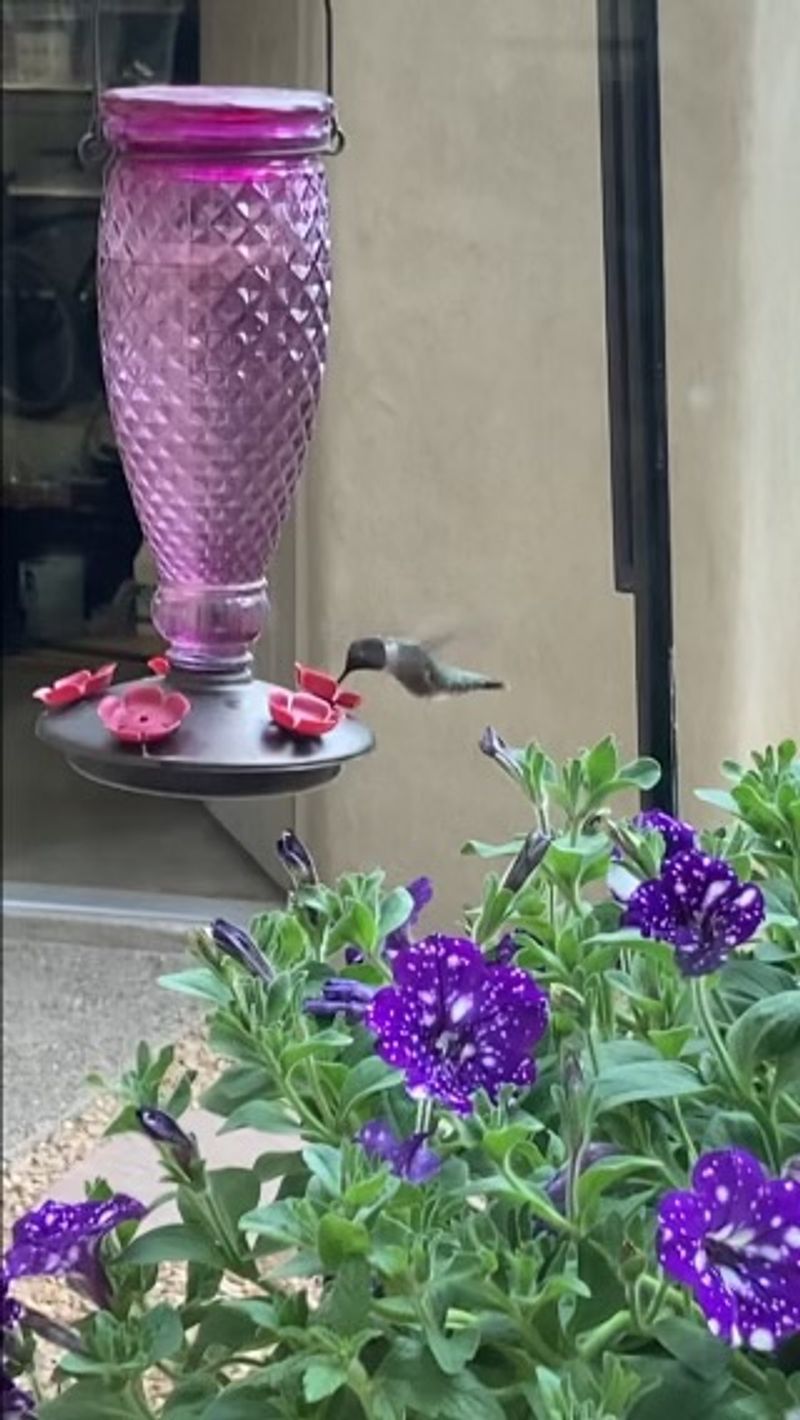 roommates in Albuquerque Entire Place 5Bed.5Bath - cirtru.com