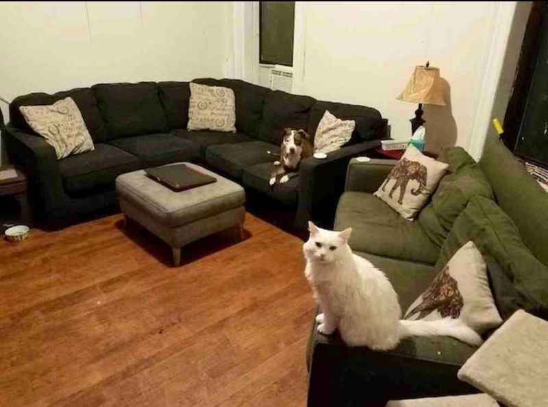 roommates in New York City Private Room in 2Bed.1Bath - cirtru.com