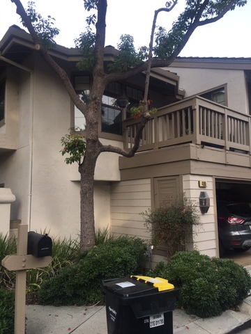 roommates in Sunnyvale Private Room in 2Bed.2Bath - cirtru.com