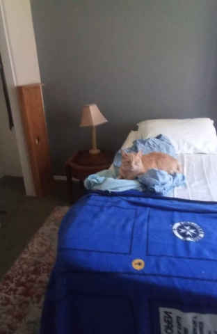 roommates in Phoenix Private Room in 4Bed.3Bath - cirtru.com